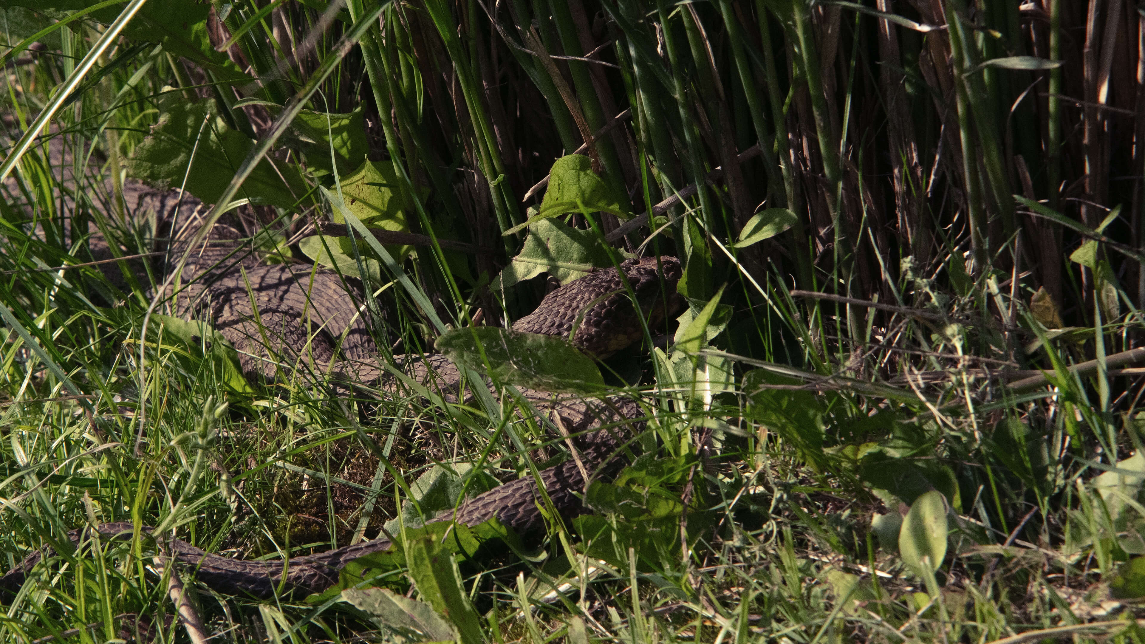 Ginebig, Snake