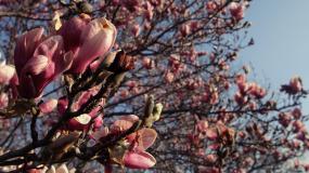 A Flowering Tree