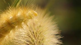 Photography, Jeremy Houchens, Yellow Caterpillar