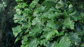 Leaves from an Oak tree in McHenry county, Illinois.