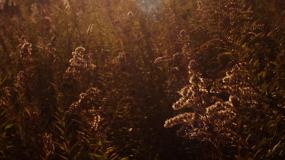 Fort Harrison, Lawrence, IN, Goldenrod