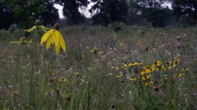 Eagle Creek Park, Black-Eyed Susan and Rain