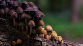 Mushrooms, Broad Ripple, IN