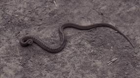 Snake, Fort Harrison