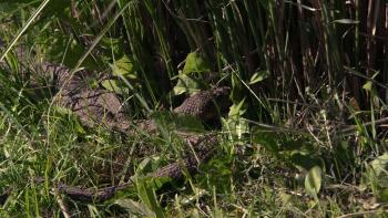 Ginebig, Snake